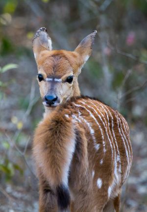 0913_Phinda Forest Lodge_1002.jpg